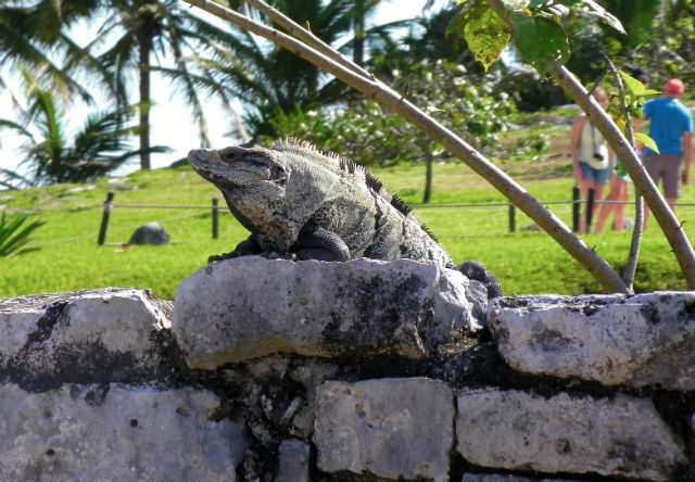 Tulum Ruins Iguana Riviera Maya Mexico Vacation Beautiful Paradise The Iguanas are the kings now