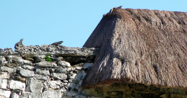 Tulum Ruins Iguana Riviera Maya Mexico Vacation Beautiful Paradise The Iguanas roam free here