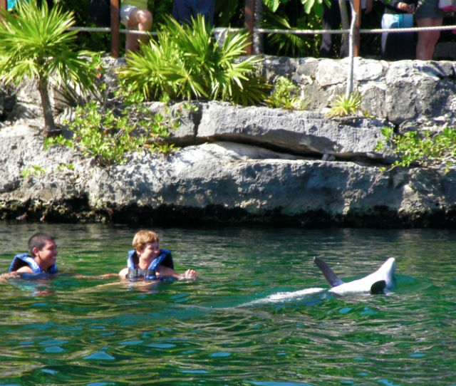 Dolphins are cute