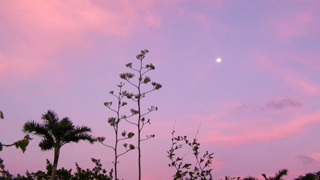 Xel-ha Moon Riviera Maya Mexico Vacation Beautiful Paradise Interesting local plants