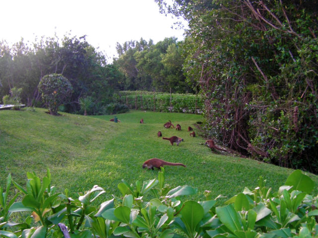 Blue Bay Grand Esmeralda Playa Del Carmen Riviera Maya Mexico Vacation Bevan Bird A group of Coatimundi