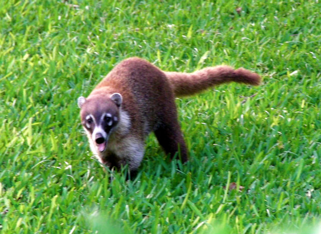 Blue Bay Grand Esmeralda Playa Del Carmen Riviera Maya Mexico Vacation Bevan Bird Coatimundi - a Mexican relative of the raccoon family