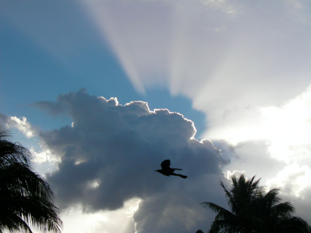 Cloud Light Effect Bird Flying Blue Bay Grand Esmeralda All Inclusive Pool Playa Del Carmen Riviera Maya Mexico Vacation Paradise I was fortunate enough to catch this beautiful shot